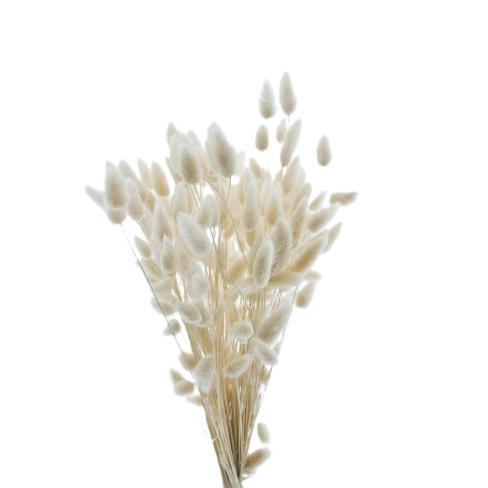 LAGARUS TOPINO BIANCO 100GR 60
